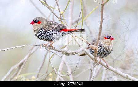 Deux oiseaux de firetail à oreilles rouges perchés sur une branche, parc national de Fitzgerald River, Australie occidentale, Australie Banque D'Images