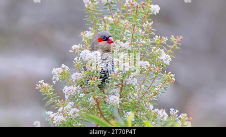 Un seul oiseau de fiRetail à oreilles rouges qui regarde dans le Bush fleuri, parc national de Fitzgerald River, Australie occidentale, Australie Banque D'Images