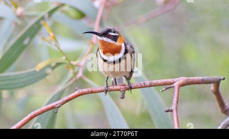 Oiseau honeyeater mâle célibataire de l'ouest de l'épingle à bec perché dans un arbre, parc national de Fitzgerald River, Australie occidentale, Australie Banque D'Images