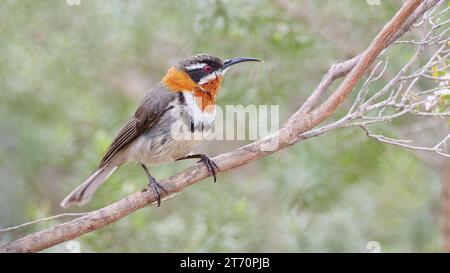 Oiseau honeyeater mâle célibataire de l'ouest de l'épingle à bec perché dans un arbre, parc national de Fitzgerald River, Australie occidentale, Australie Banque D'Images