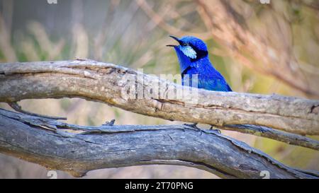 Mâle célibataire Splendid fée-wren oiseau bleu appelant derrière une bûche au parc national de Fitzgerald River, Australie occidentale, Australie Banque D'Images