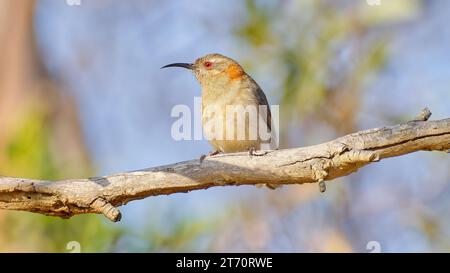 Oiseau honeyeater femelle célibataire de l'ouest du bec verseur perché dans un arbre, parc national de Fitzgerald River, Australie occidentale, Australie Banque D'Images