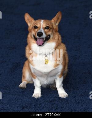 Westwood, États-Unis. 12 novembre 2023. Ziggy arrive à la première à Los Angeles de la partie 1 de la saison finale de "THE CROWN" qui s'est tenue au Westwood Regency Village Theatre le 12 novembre 2023 à Westwood, Californie. © Lisa OConnor/AFF-USA.com crédit : AFF/Alamy Live News Banque D'Images