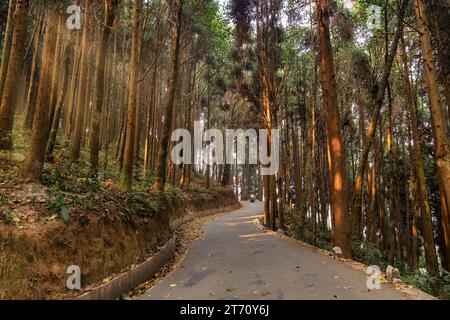 Route de montagne traversant une forêt dense avec la lumière du soleil du matin venant à travers les arbres à Lava, dans le district de Kalimpong, en Inde Banque D'Images