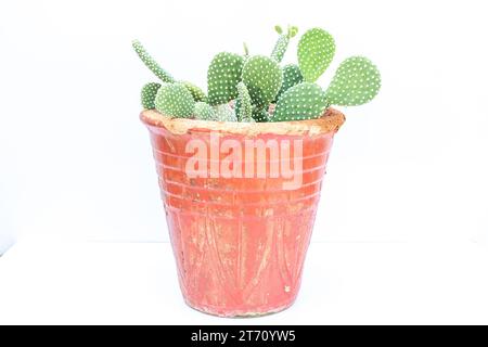 Cactus aux oreilles de lapin blanc ou cactus Polka-dot Opuntia microdasys dans un pot en argile rouge isolé sur fond blanc Banque D'Images