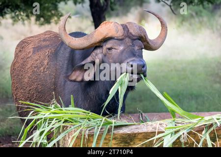 Le buffle d'eau mange de l'herbe verte à la ferme Banque D'Images