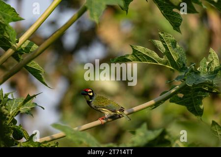 Barbet Coppersmith piqué sur la branche d'un arbre de papaye. Banque D'Images