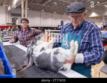 (231113) -- TORONTO, 13 nov. 2023 (Xinhua) -- Un juge examine un lapin lors du Rabbit, Cavy and Poultry Show de la Royal Agricultural Winter Fair 2023 à Toronto, Canada, le 12 novembre 2023. (Photo de Zou Zheng/Xinhua) Banque D'Images