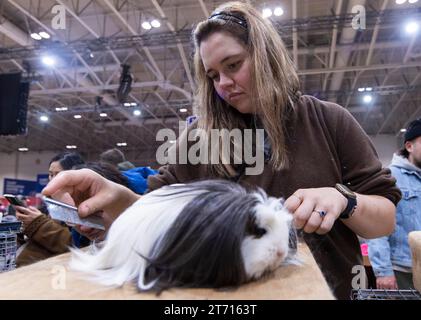 (231113) -- TORONTO, 13 nov. 2023 (Xinhua) -- Une femme soigne son cavy lors du Rabbit, Cavy and Poultry Show de la Royal Agricultural Winter Fair 2023 à Toronto, Canada, le 12 nov. 2023. (Photo de Zou Zheng/Xinhua) Banque D'Images