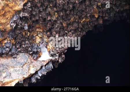 Grotte de chauve-souris sur Bali avec beaucoup de chauves-souris suspendues au mur Banque D'Images