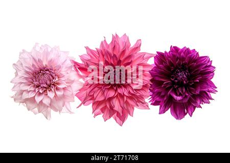 Portrait de studio de 3 belles fleurs Dahlia de plat à dinnerplate, isolé sur fond blanc. Fleurs de dahlia isolées. Banque D'Images