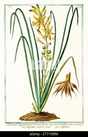 Ancienne illustration de l'asphodèle jaune (Asphodeline lutea). Par G. Bonelli sur Hortus Romanus, publ. N. Martelli, Rome, 1772 – 93 Banque D'Images