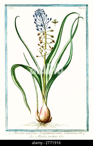 Ancienne illustration de Hyacinthe de raisin (Muscari armeniacum). Par G. Bonelli sur Hortus Romanus, publ. N. Martelli, Rome, 1772 – 93 Banque D'Images
