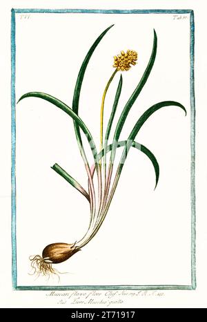 Ancienne illustration de Hyacinthe de raisin jaune (Muscari macrocarpum). Par G. Bonelli sur Hortus Romanus, publ. N. Martelli, Rome, 1772 – 93 Banque D'Images