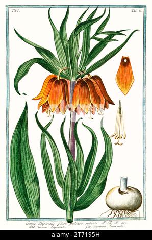 Ancienne illustration de la Couronne impériale (Fritillaria imperialis). Par G. Bonelli sur Hortus Romanus, publ. N. Martelli, Rome, 1772 – 93 Banque D'Images