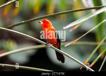 Portrait d'un tanager brésilien. Oiseau avec plumage rouge et noir gros plan. Ramphocelus breilia. Banque D'Images