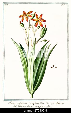 Vieille illustration de Lily léopard (Iris domestica). Par G. Bonelli sur Hortus Romanus, publ. N. Martelli, Rome, 1772 – 93 Banque D'Images