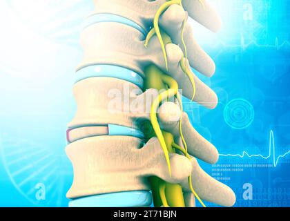 Anatomie du rachis et de la colonne vertébrale humains sur le fond médical. illustration 3d. Banque D'Images