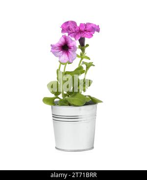 Pétunia en pot de fleur en métal isolé sur blanc Banque D'Images