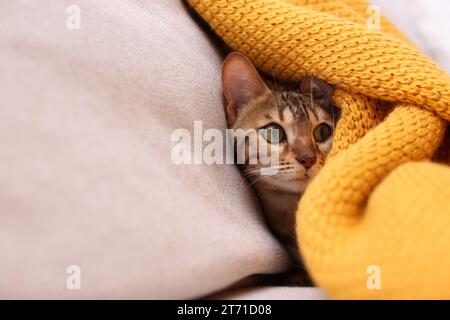 Mignon chat Bengal allongé sur le canapé avec couverture à la maison, gros plan et espace pour le texte. Adorable animal de compagnie Banque D'Images