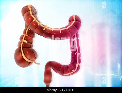Modèle d'anatomie du gros intestin sur le fond médical. illustration 3d. Banque D'Images