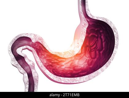 Anatomie de l'estomac humain. rendu 3d. Banque D'Images