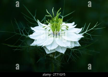 Nigella damascena, amour-dans-un-brouillard, ou diable dans la brousse. Fleurs de nigella blanches en gros plan. Fleurs de printemps. Banque D'Images