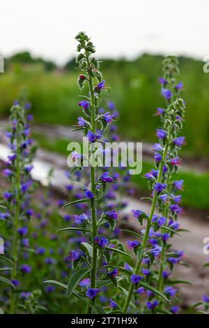 Viper Bugloss ou Blueweed Echium vulgare fleurissant dans le pré sur le fond bleu vert naturel. Macro. Mise au point sélective. Vue avant. Banque D'Images