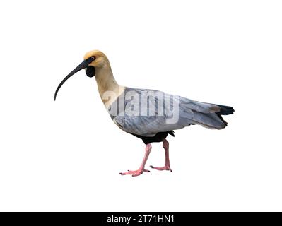 ibis face noire isolé sur fond blanc Banque D'Images