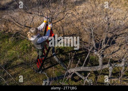 Vue aérienne d'une femme qui élague des arbres fruitiers dans son jardin depuis une échelle. Travaux de jardinage au printemps. Banque D'Images