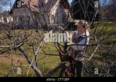 Vue aérienne d'une femme qui élague des arbres fruitiers dans son jardin depuis une échelle. Travaux de jardinage au printemps. Banque D'Images