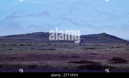Belles orignaux marchant sur les champs en islande, paysage nordique de campagne avec des montagnes enneigées. Faune arctique dans le paysage panoramique scandinave, animaux islandais dans la nature. Prise de vue à main levée. Banque D'Images