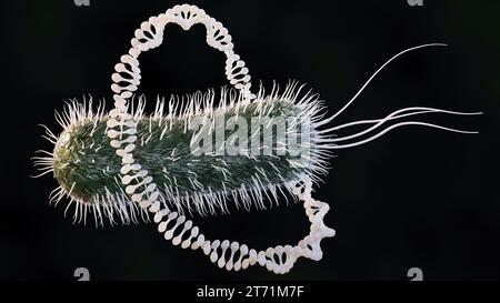 Rendu 3D de l'ADN circulaire plasmidique et des bactéries Escherichia coli Banque D'Images