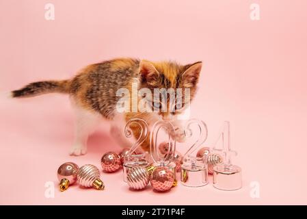 Petit chaton tricolore joue sur un fond rose, rongeant sur des chiffres transparents pour la nouvelle année 2024. Fond isolé avec des boules de jouets de Noël Banque D'Images
