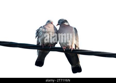 Deux pigeons de bois assis sur un fil isolé sur fond blanc Banque D'Images