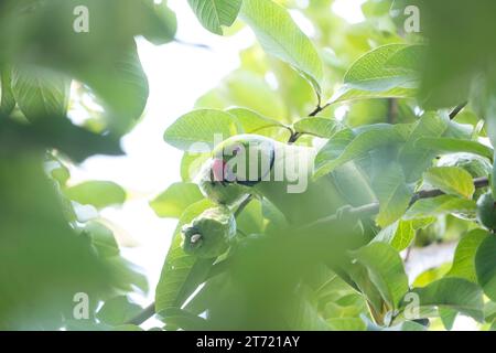 Une perruche aux anneaux de rose grignotant sur une goyave. Banque D'Images