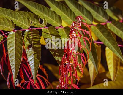 Rhus typhina en octobre. Jaune feuilles rouges de sumac staghorn. Rhus typhina est une espèce de plantes à fleurs de la famille des Anacardiaceae. Banque D'Images