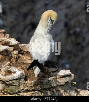 Les fous se rassemblent en grand nombre à chaque saison de reproduction sur les falaises de craie de Bempton, sur la côte du Yorkshire. C'est le seul site de reproduction sur le continent. Banque D'Images