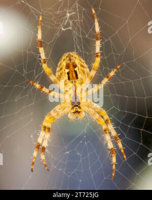 Araignée de jardin européenne femelle aka croiseur orbweaver, araignée diadème, orangie, araignée croisée, orbe couronné ou araignée citrouille Banque D'Images