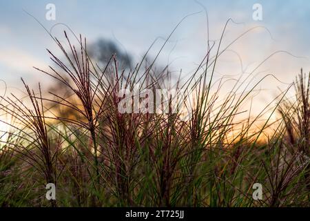 Détail de l'herbe ornementale contre le ciel coloré de réglage. Miscanthus chinois. Miscanthus sinensis Banque D'Images