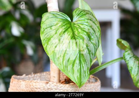 Feuille de la plante d'intérieur tropicale 'Philodendron Mamei' avec motif argenté Banque D'Images