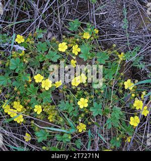 Fleurs jaunes de lapoptilla sur un fond naturel Banque D'Images