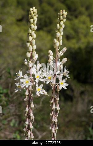 Weiße Meerzwiebel (Drimia maritima) aus der Gattung Drimia innerhalb der Familie der Spargelgewächse (Asparagaceae). SIE ist im Mittelmeerraum heimis Banque D'Images