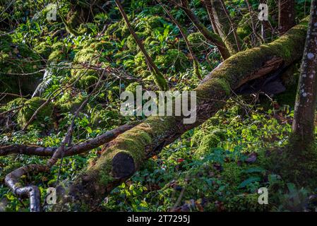 Un arbre tombé se trouve à travers le sol boisé sur le sentier Ingleton Falls dans le North Yorkshire. Banque D'Images