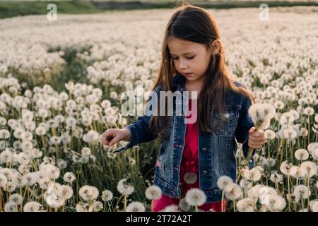 Magnifique petite dame en veste en denim bleu sur combinaison rose marchant dans le champ de pissenlits blancs et collectant bouquet de fleurs moelleuses. Fille regardant Banque D'Images