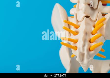 La partie la plus basse de la colonne vertébrale est le coccyx et le sacrum sur fond bleu. Problèmes avec la colonne vertébrale et douleurs dorsales, radiculite. Traitement médical de p Banque D'Images