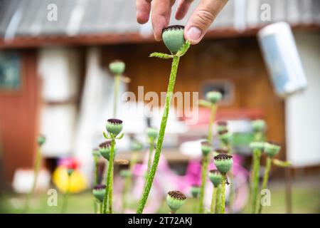 Les têtes de coquelicot poussent dans le jardin Banque D'Images