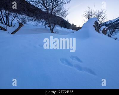 Empreintes d'animaux sauvages sur la neige Banque D'Images