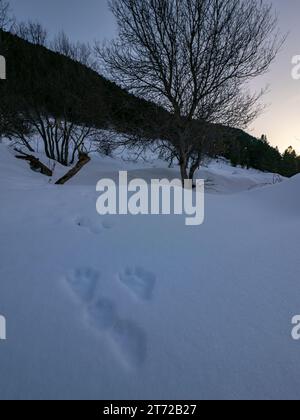 Empreintes d'animaux sauvages sur la neige Banque D'Images