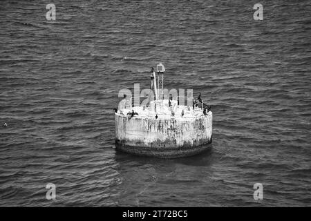 Groupe Cormorant sur l'île de béton dans la mer en noir et blanc. Chasseurs de poissons au repos. Plumage noir. Photo d'animal Banque D'Images